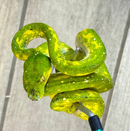 Biak Green Tree Python Female (BGTPF12) by Reptile Pets Direct