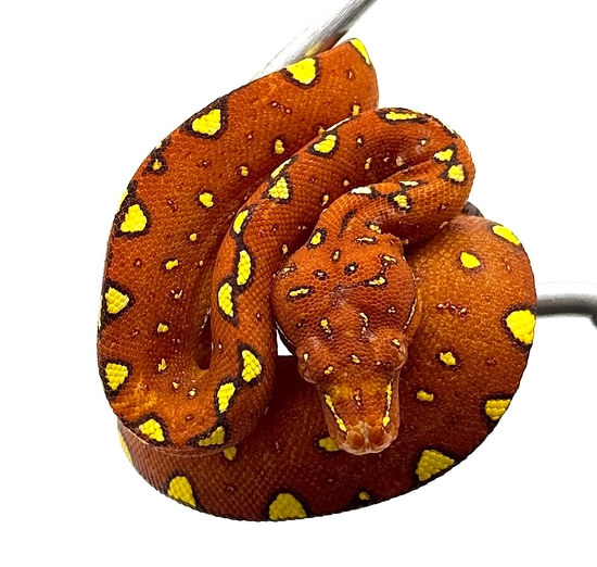 Biak Green Tree Python Red Baby (RBGTP1) by Reptile Pets Direct