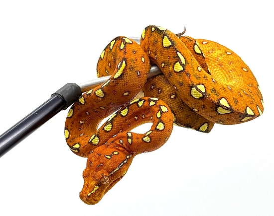 Biak Green Tree Python Red Baby (RBGTP2) by Reptile Pets Direct