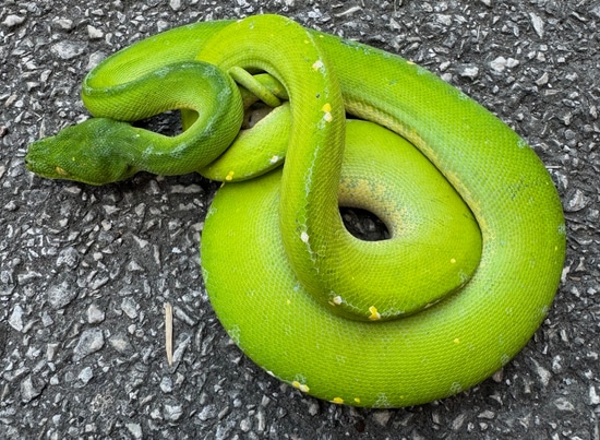 Sorong Green Tree Python Female (SGTPF1) by Reptile Pets Direct