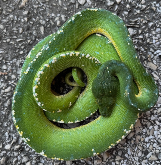 Aru Green Tree Python High White Male (AGTPM6) by Reptile Pets Direct