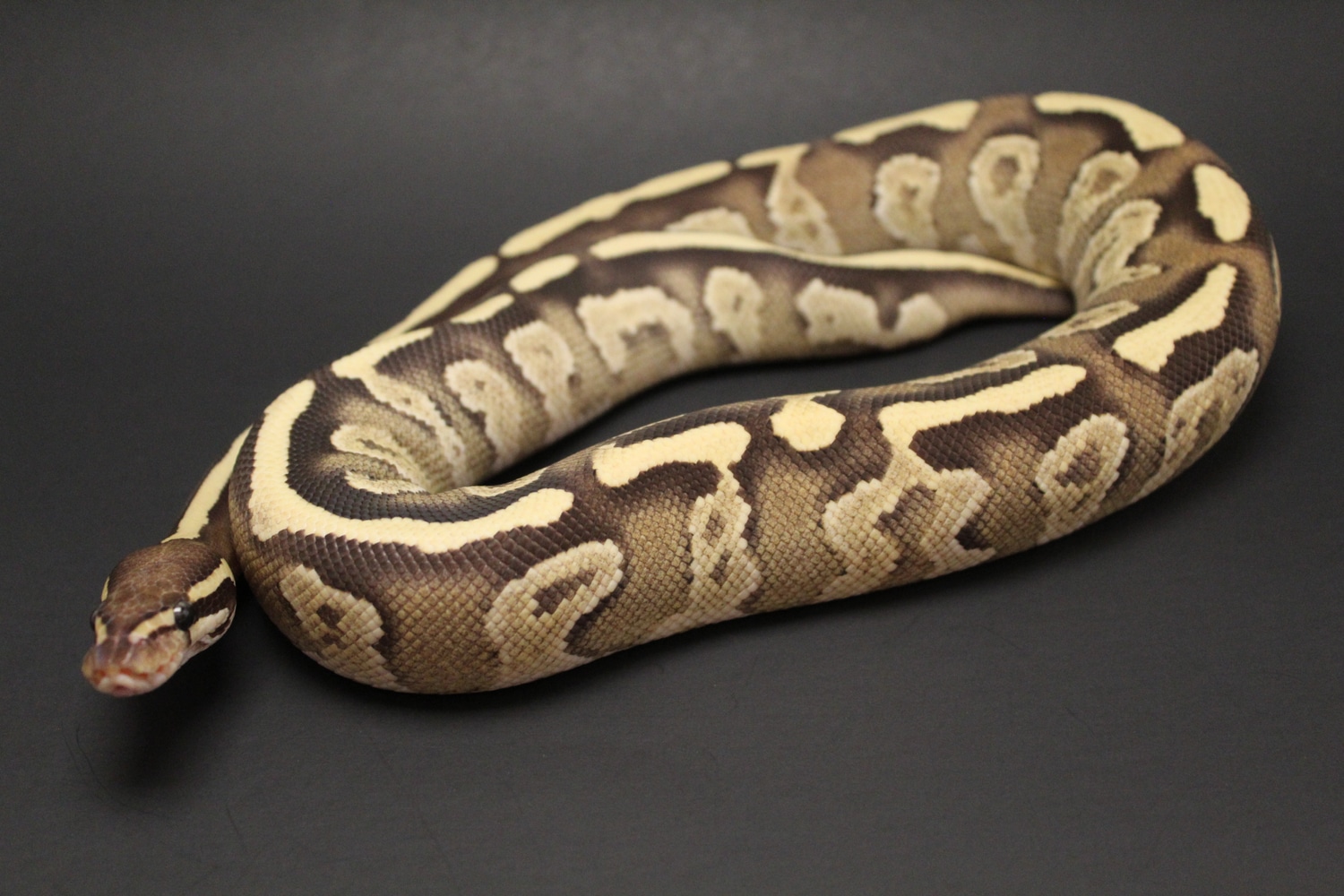 Fire Mojave Ball Python by Electric City Exotics - MorphMarket