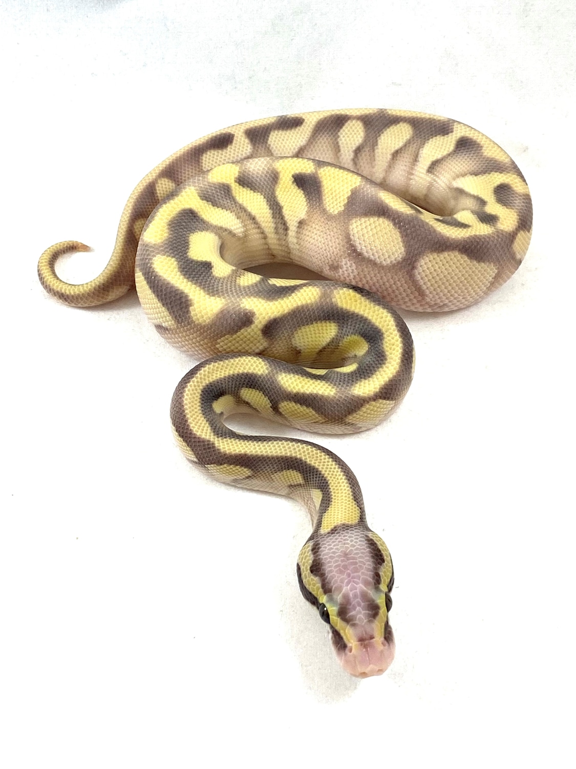 Pastel Enchi Butter Desert Ghost Ball Python by Lazy Wolf Reptiles