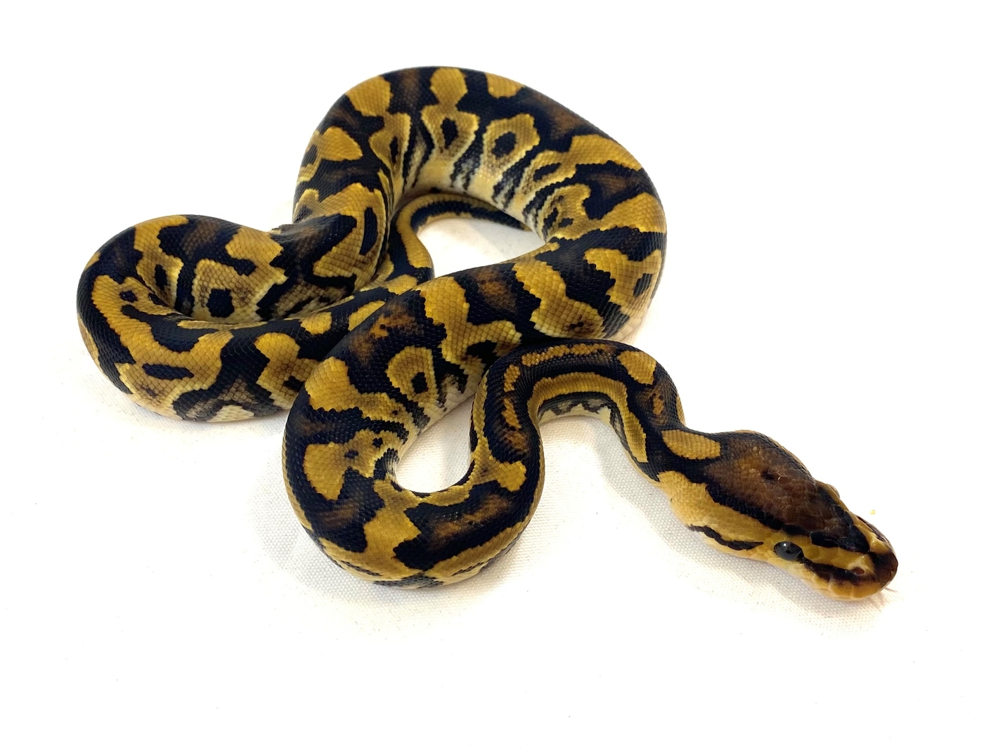 Red Stripe Crypton Ball Pythons by Lazy Wolf Reptiles