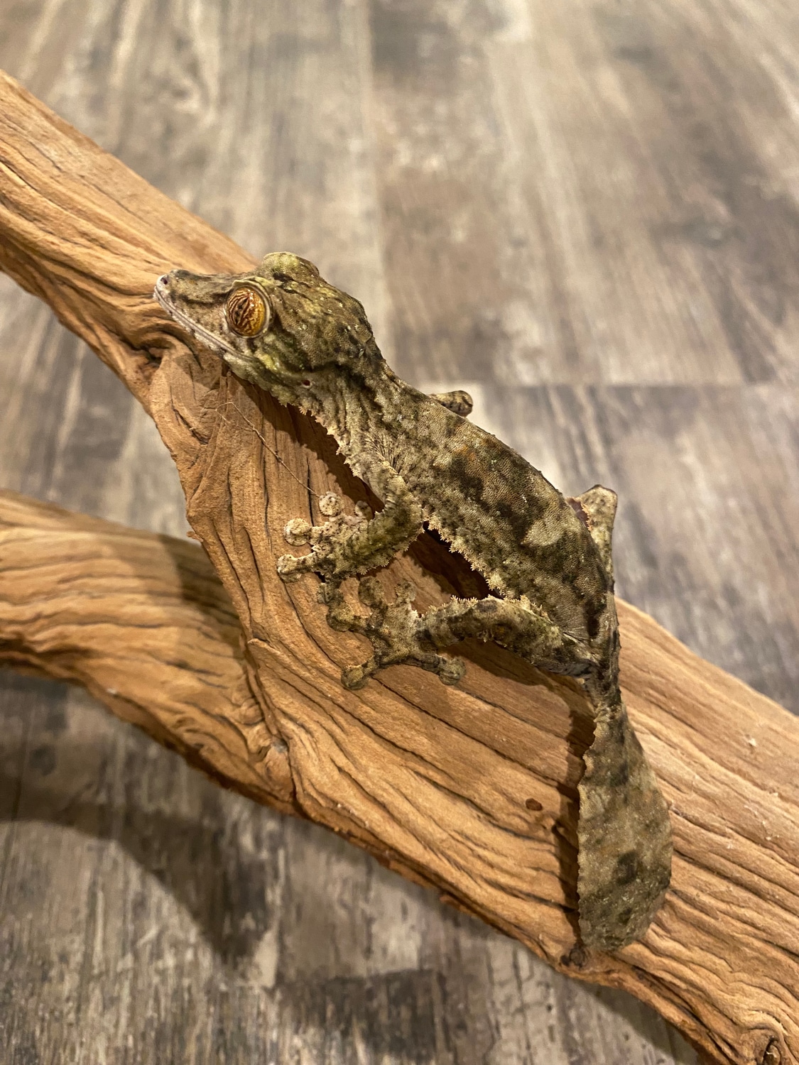 USA CBB Fimbriatus Leaf-Tailed Gecko by MJT Gecko’s - MorphMarket