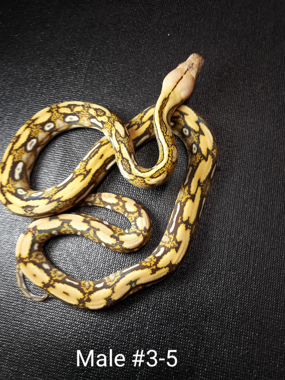 Tiger Mocha Reticulated Python by Leach's Python Palace - MorphMarket