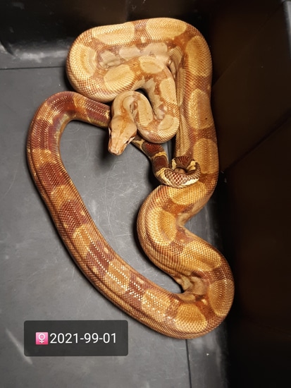 T+ Albino Central American Boa Boa Constrictor by Leach's Python Palace