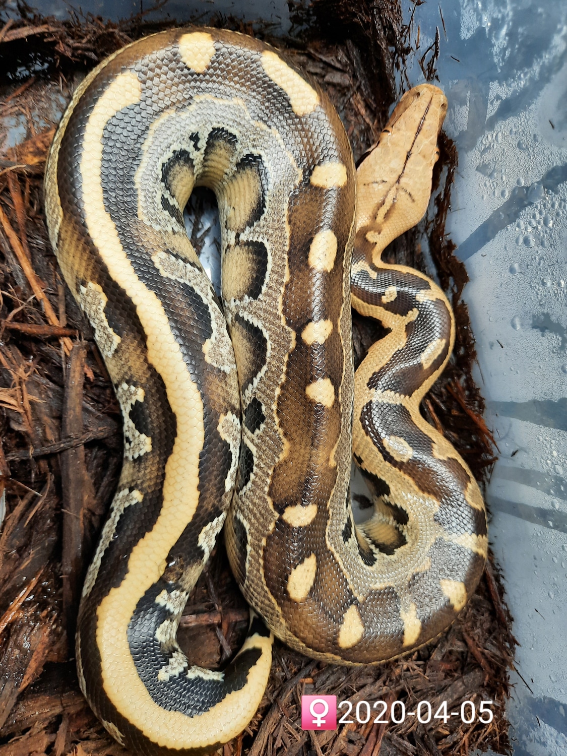 Genetic Stripe Short Tail Borneo Short-tailed Python by Leach's Python ...