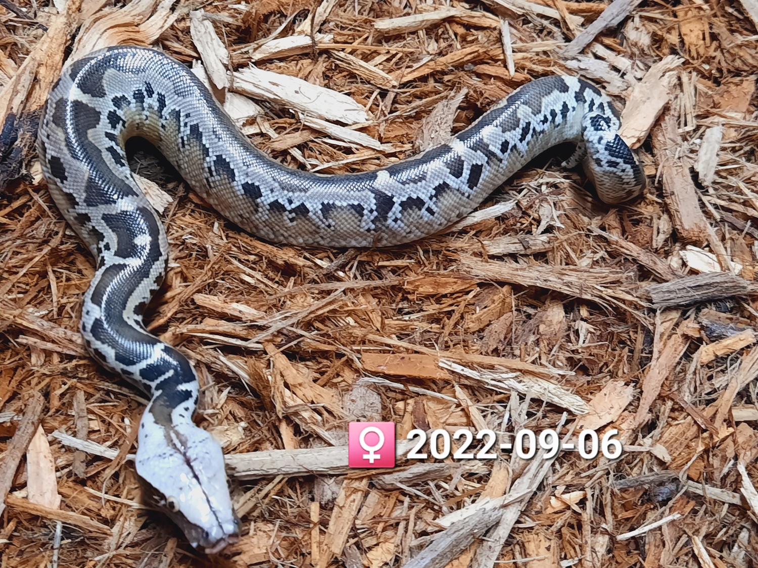Chrome Head Sumatran Short-tailed Python by Leach's Python Palace ...