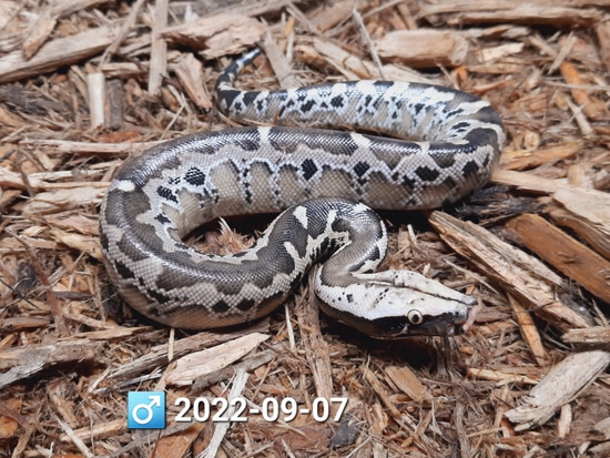 Chrome Head Sumatran Sumatran Short-Tailed Python by Leach's Python Palace
