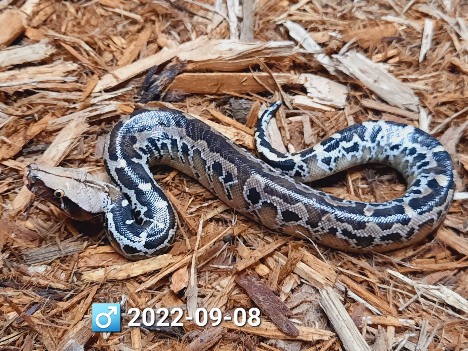 Chrome Head Sumatran Short-Tailed Python by Leach's Python Palace ...