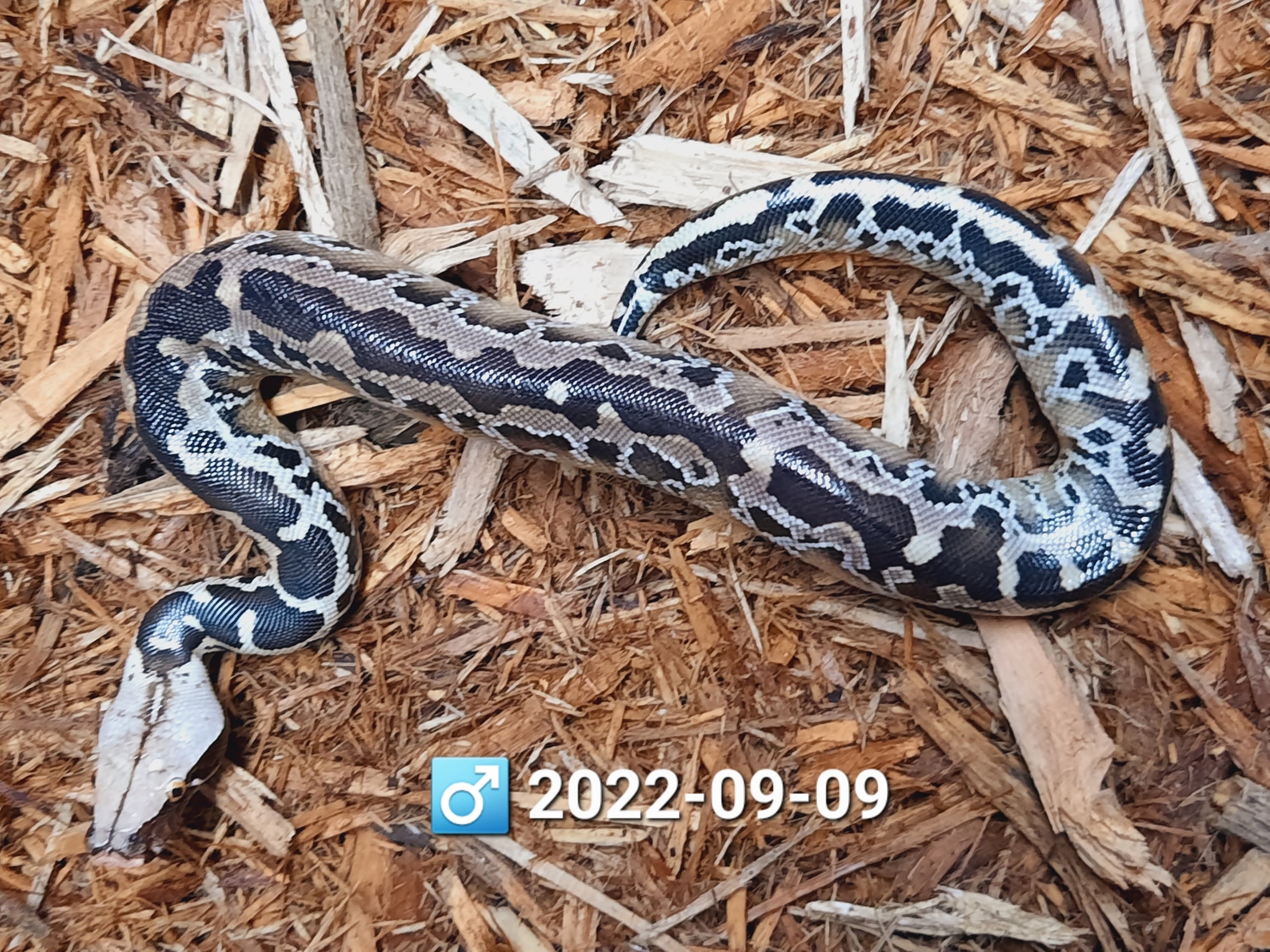 Chrome Head Sumatran Sumatran Short-Tailed Python by Leach's Python ...