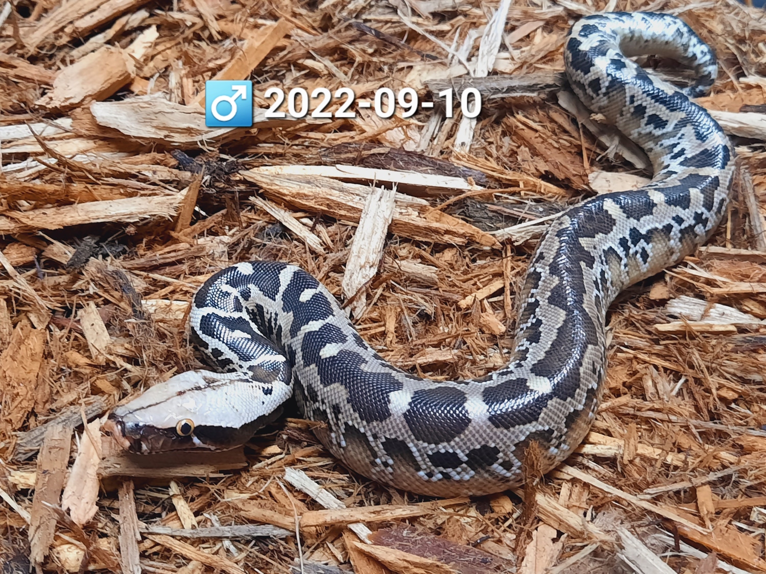 Chrome Head Sumatran Sumatran Short-Tailed Python by Leach's Python ...