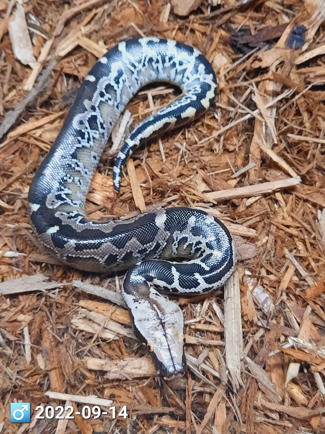 Chrome Head Sumatran Short-tailed Python by Leach's Python Palace ...