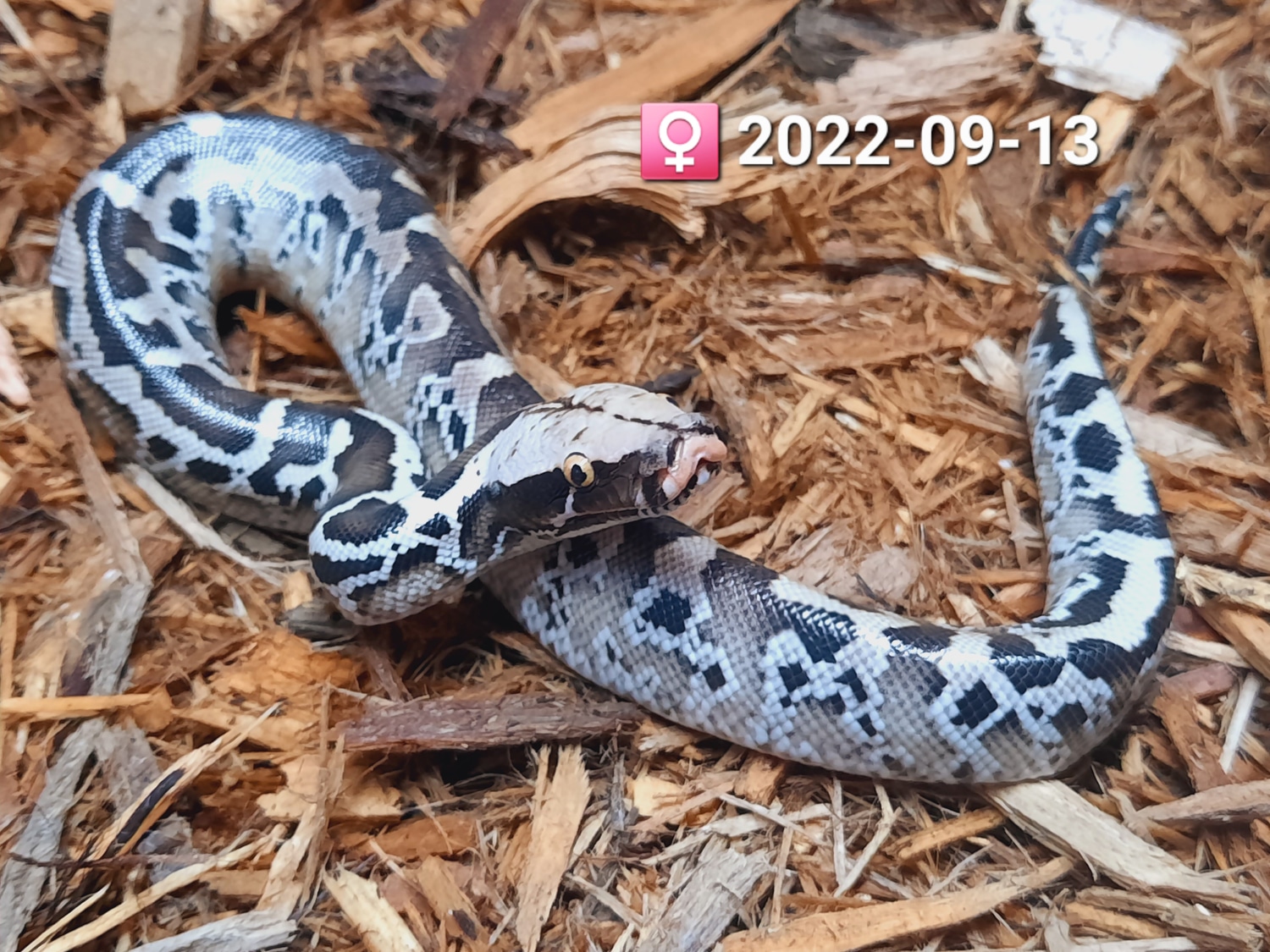 Chrome Head Sumatran Sumatran Short-Tailed Python by Leach's Python ...