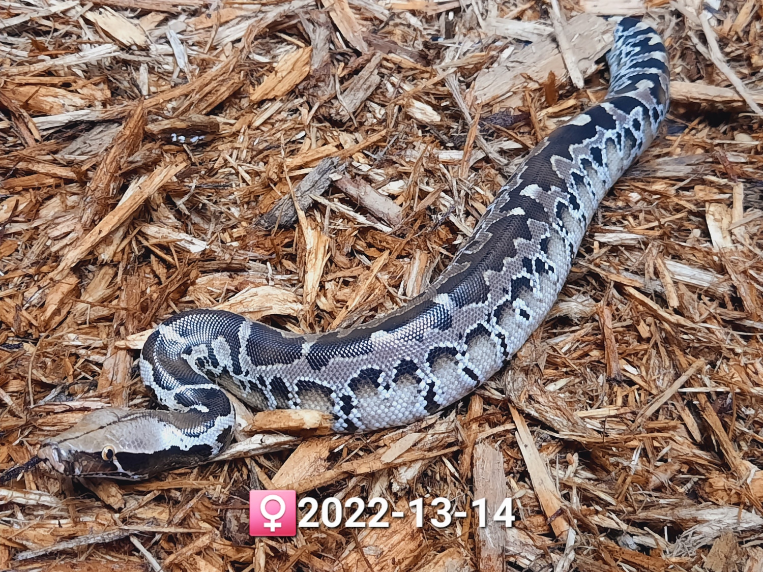 Chrome Head SSTP Sumatran Short-tailed Python by Leach's Python Palace ...