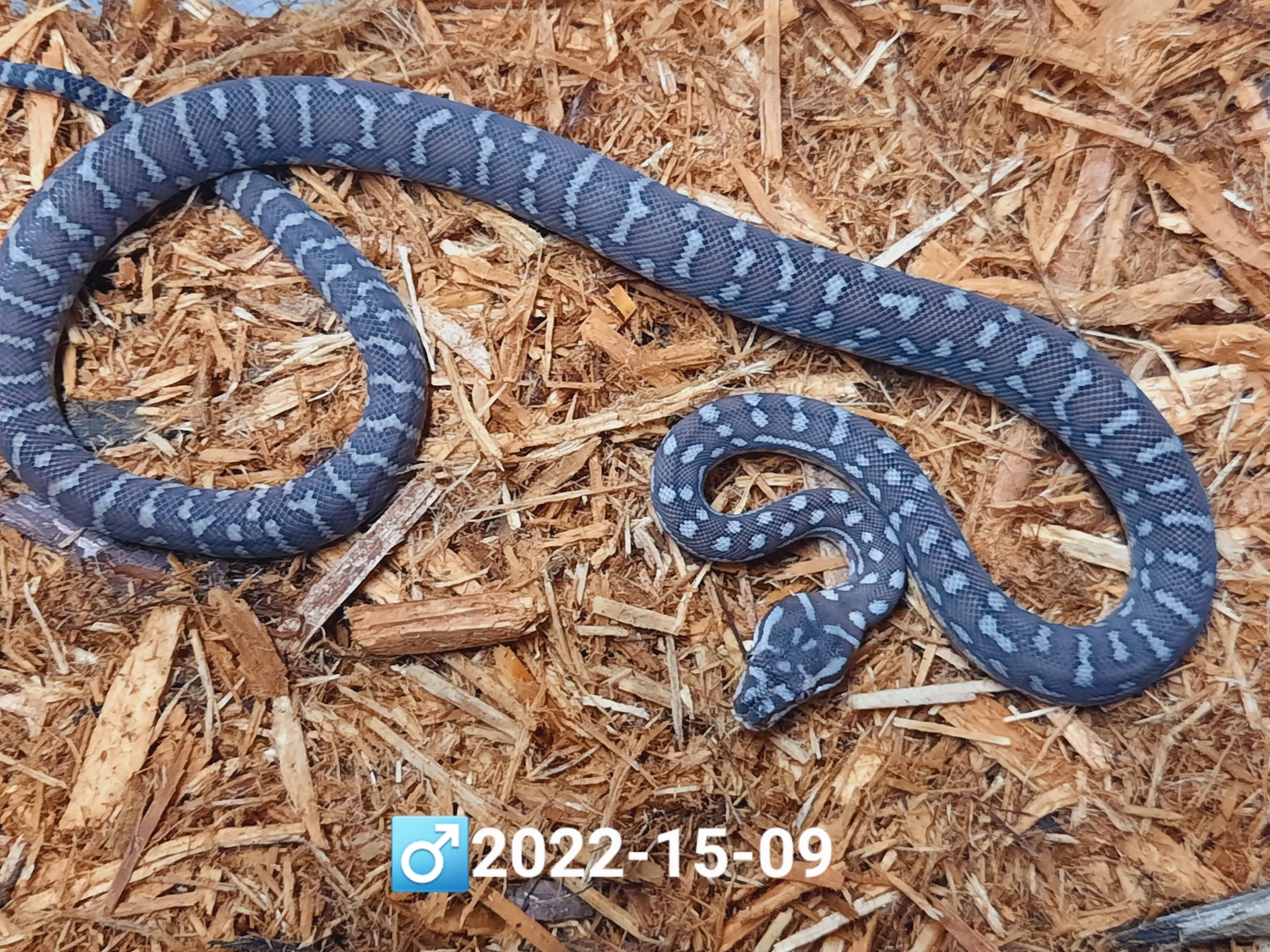 Bredli Centralian Carpet Python by Leach's Python Palace - MorphMarket