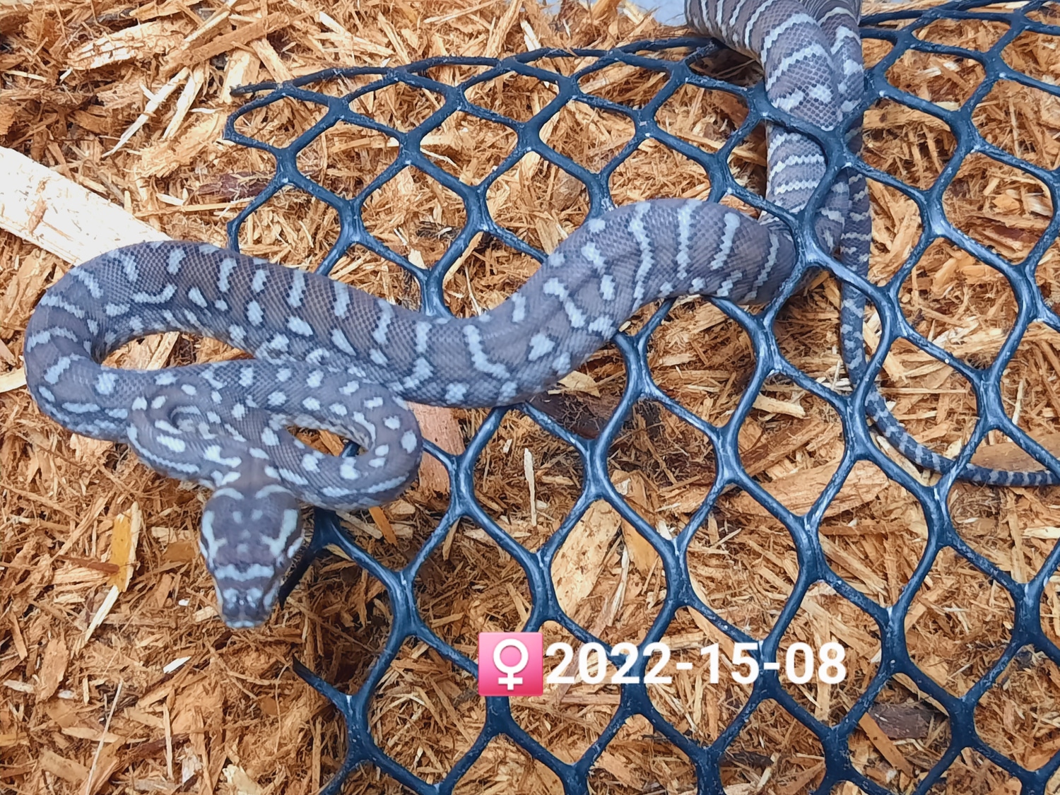 Bredli Centralian Carpet Python by Leach's Python Palace - MorphMarket