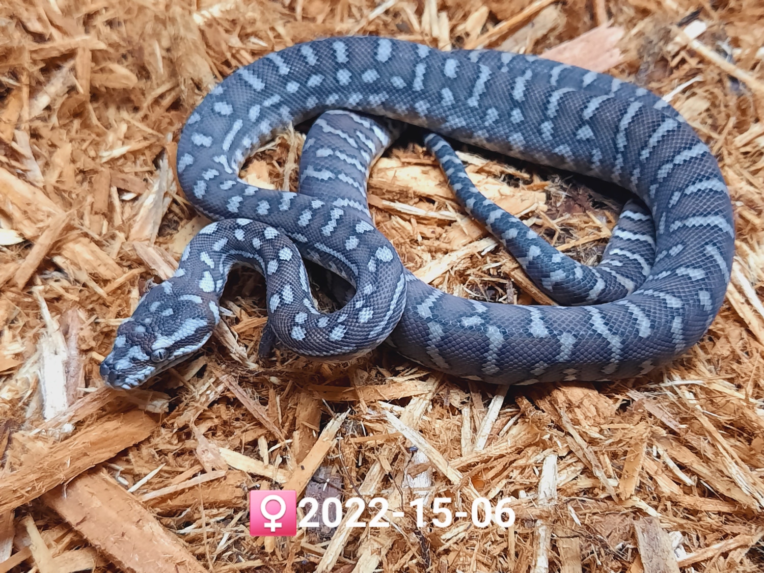 Bredli Centralian Carpet Python by Leach's Python Palace - MorphMarket