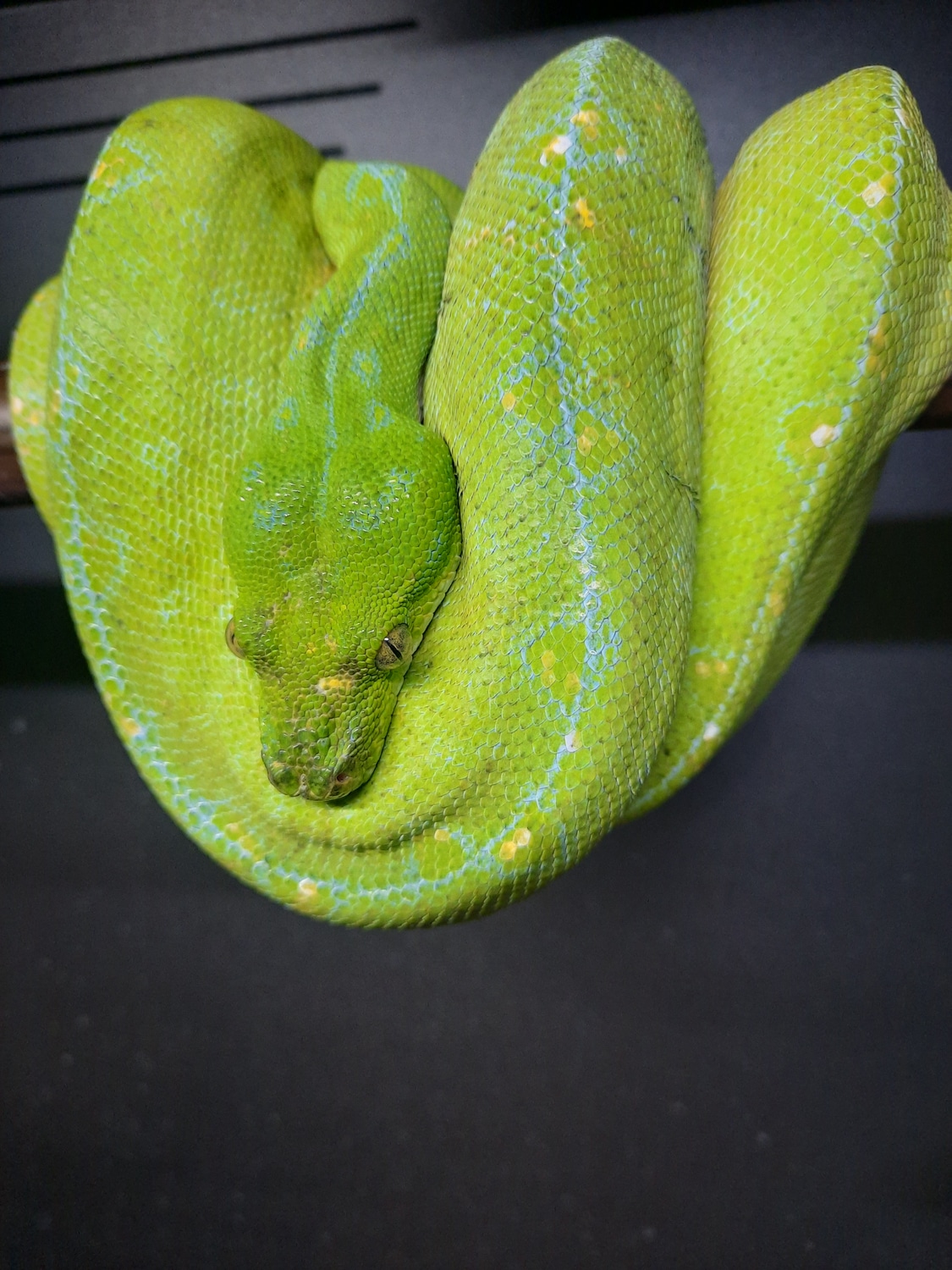 Cyclops Mountain Green Tree Python by Leach's Python Palace - MorphMarket