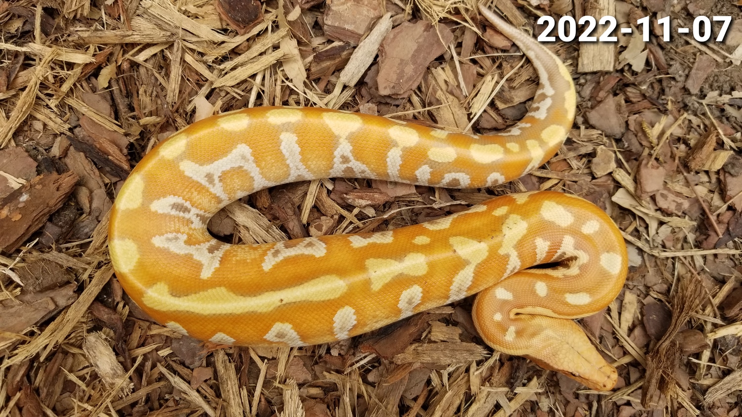 T+ Albino Pos Het T- Blood Python by Leach's Python Palace - MorphMarket