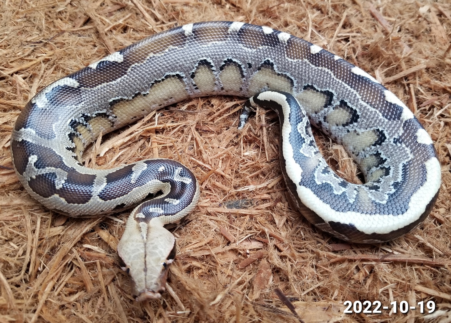 Het Ultra/Blue Ghost Borneo Short-tailed Python by Leach's Python ...