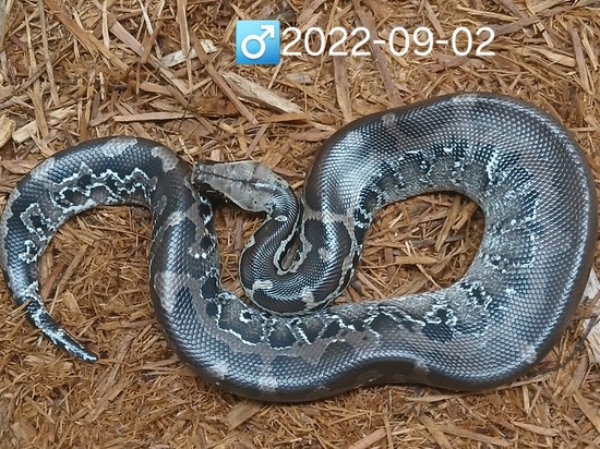 Chrome Head Sumatran Sumatran Short-Tailed Python by Leach's Python Palace