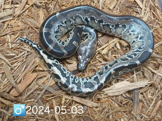 Black Head SSTP Sumatran Short-Tailed Python by Leach's Python Palace