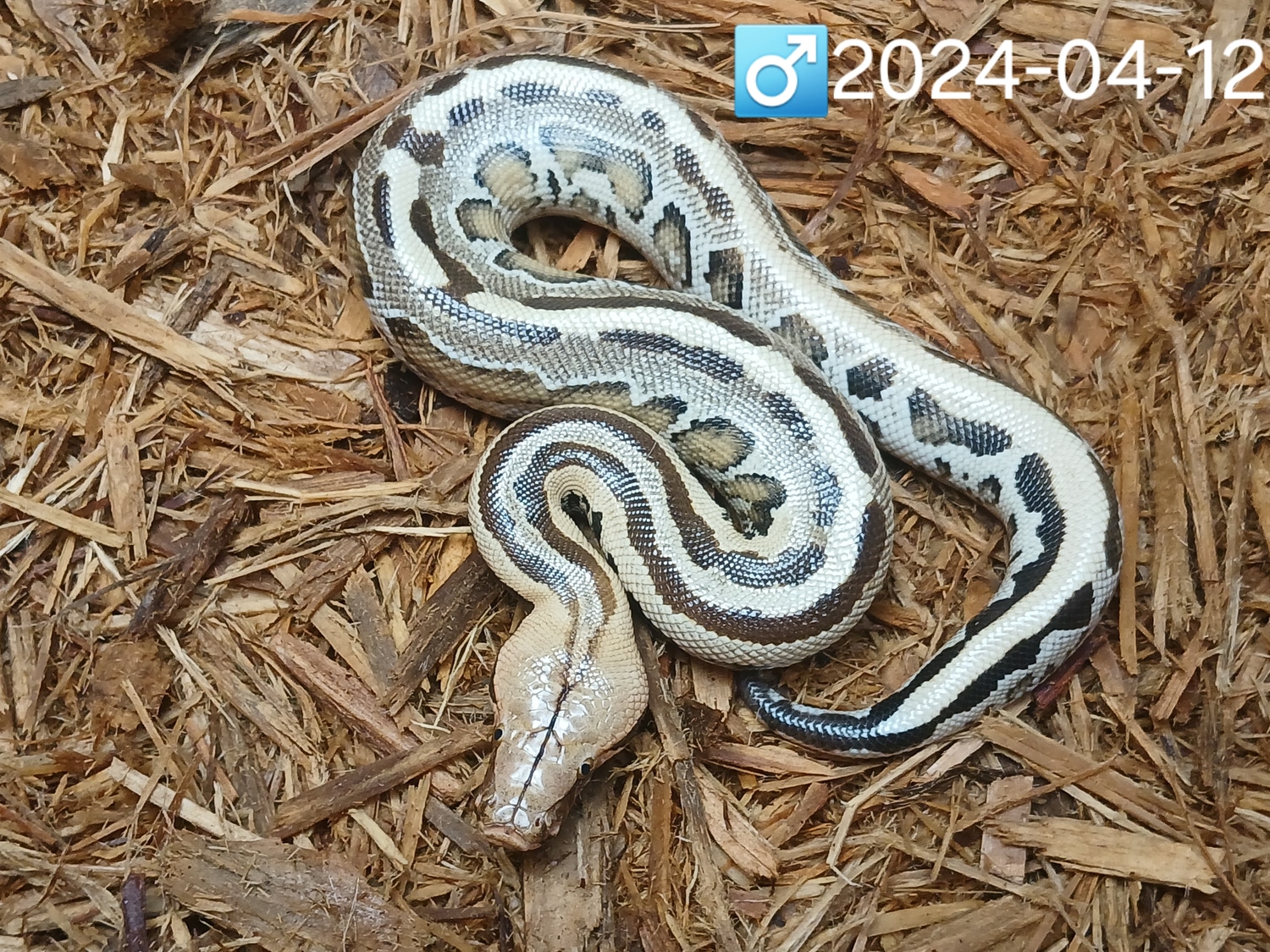 Leach's Python Palace