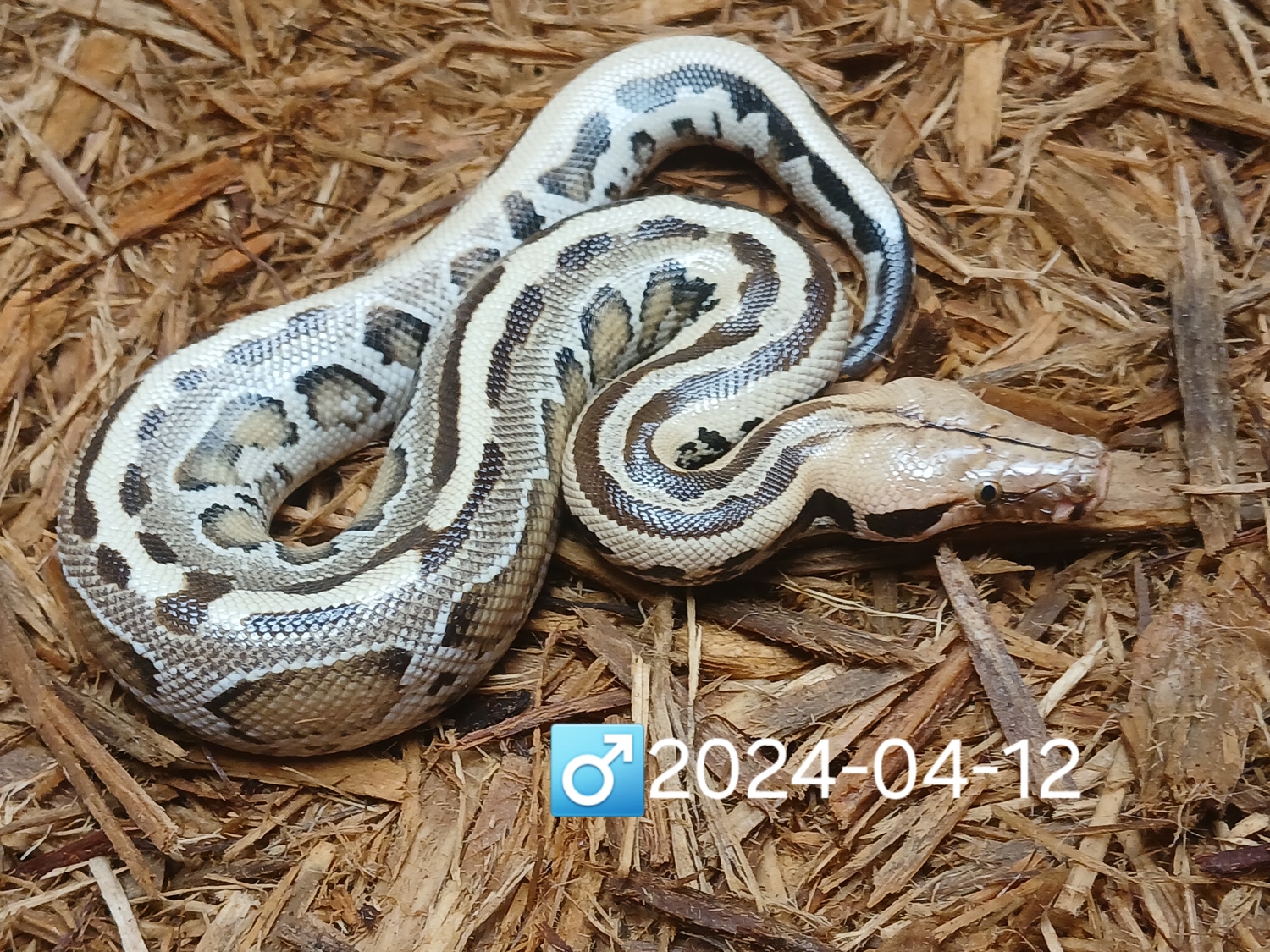 Leach's Python Palace
