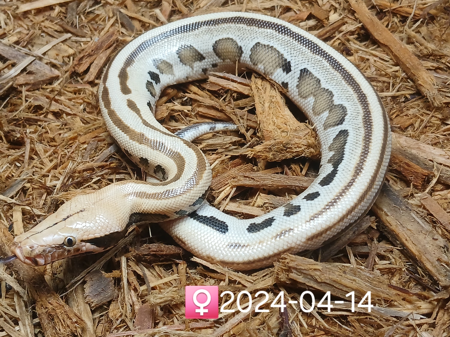Leach's Python Palace