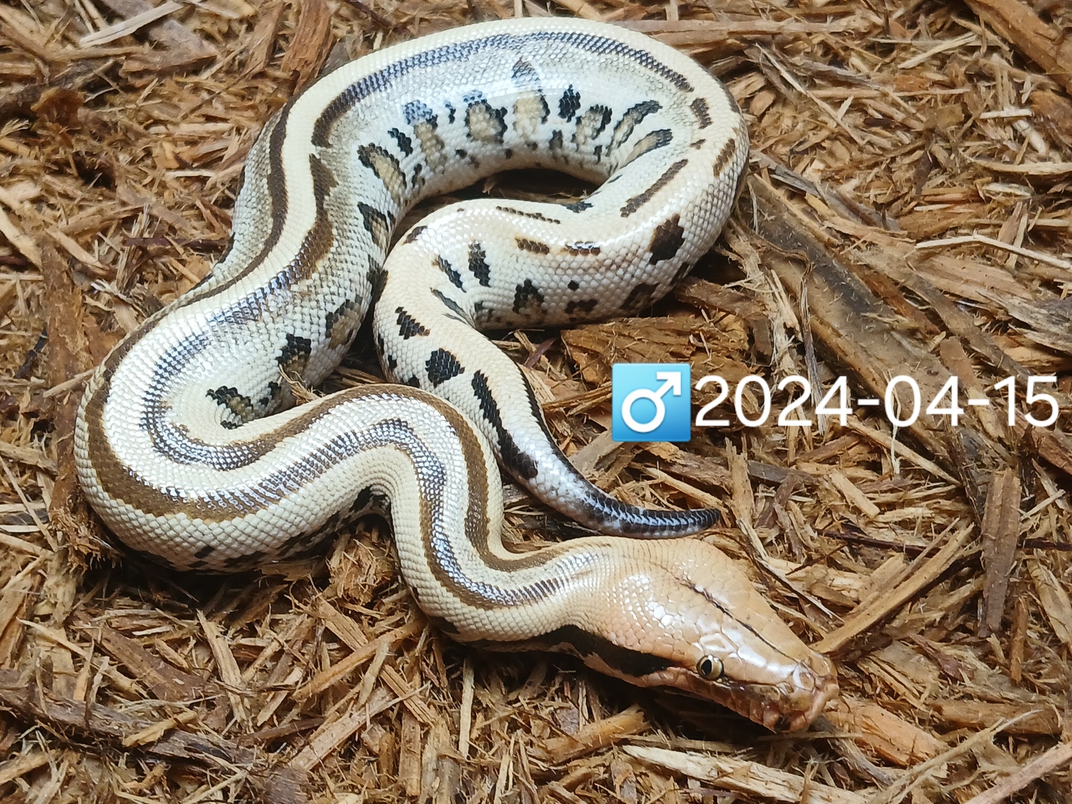 Leach's Python Palace