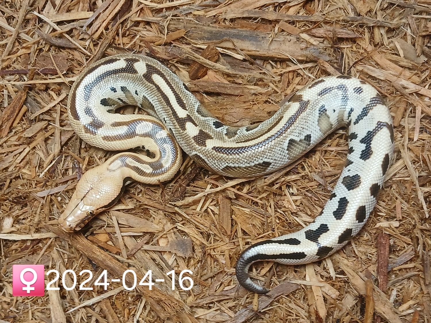Leach's Python Palace