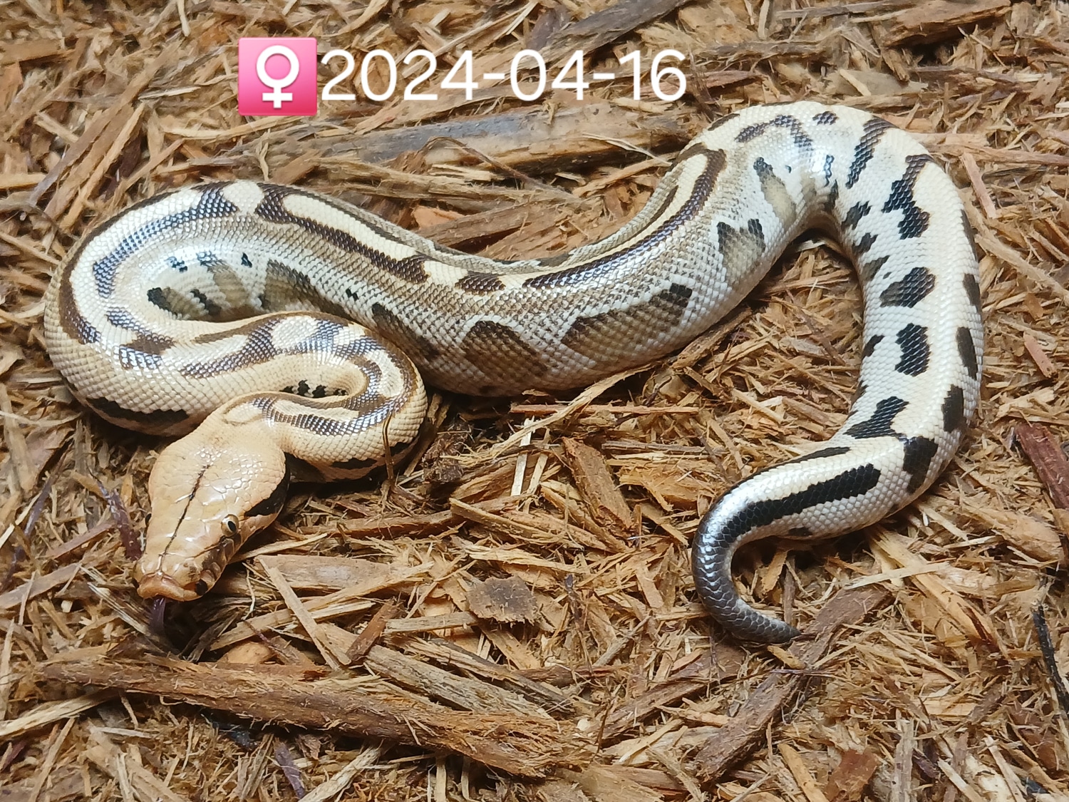 Leach's Python Palace