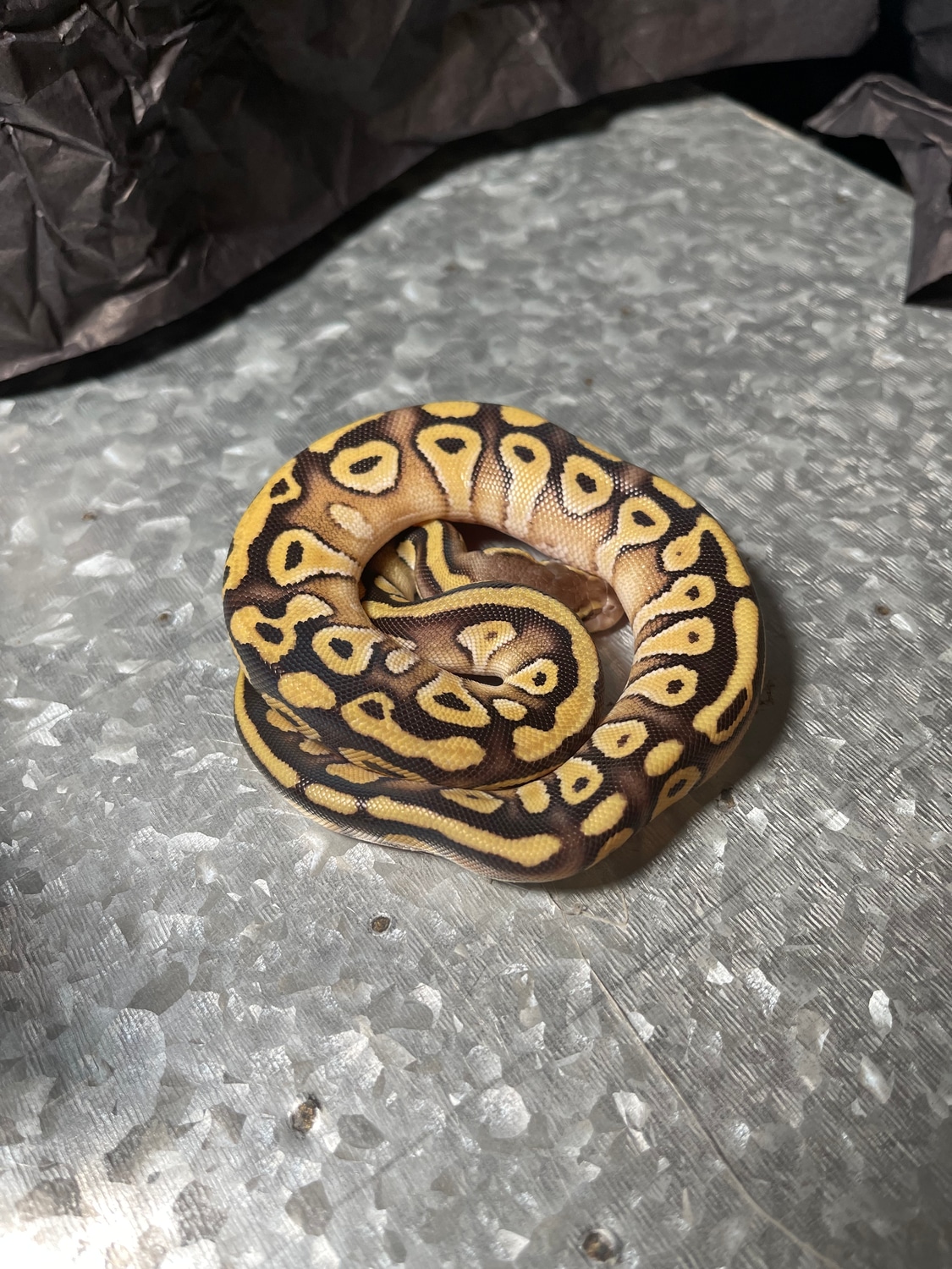 Pastel Mojave Fire Ball Python by Voodoo Balls - MorphMarket