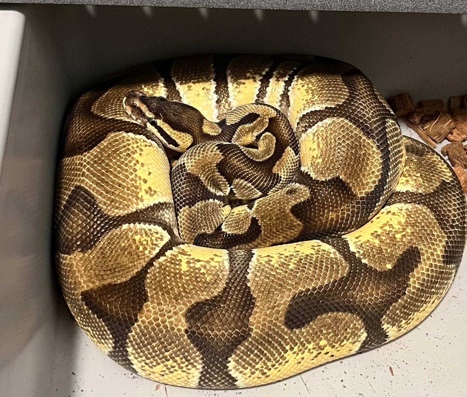 Enchi Orange Dream Ball Python by Royally Morphed Pythons MorphMarket