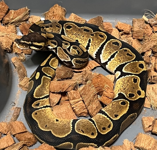 Normal 100 Het Ultramel *Free Shipping* Ball Python by Royally Morphed Pythons