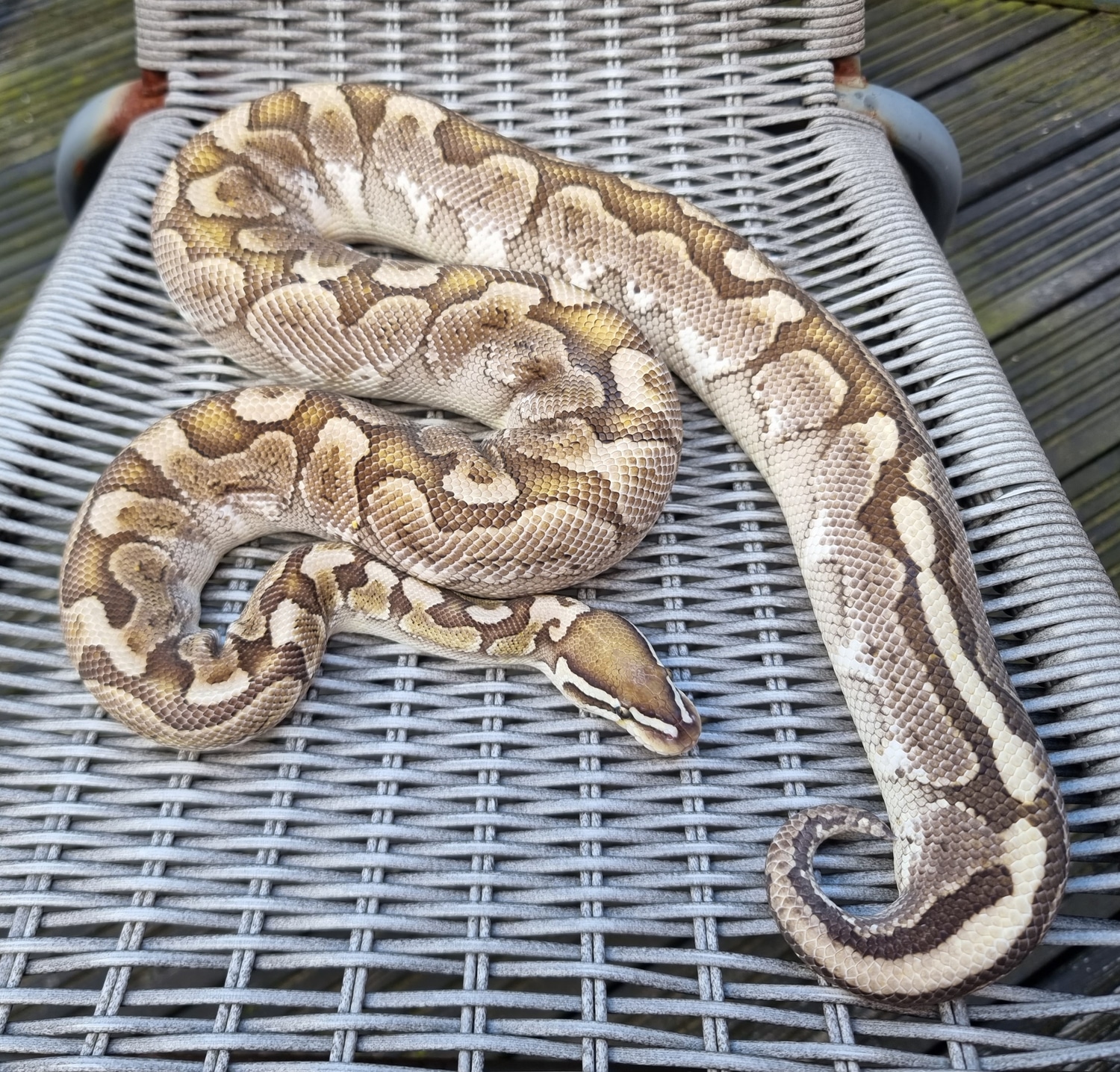 Bamboo Fire Ball Python by Enhanced morphs - MorphMarket