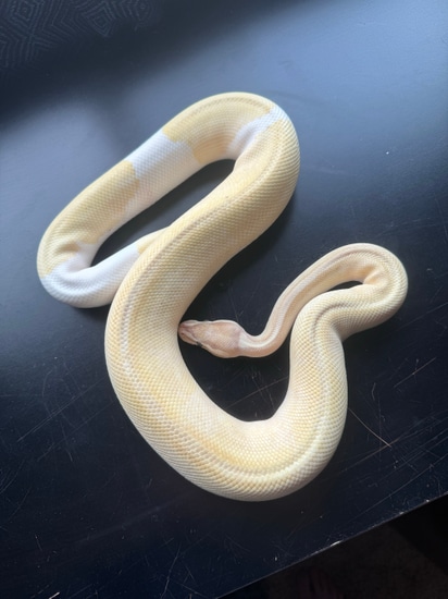 ️‍🔥low Reserve ️‍🔥Proven Banana Mojave Enchi Yellow Belly Pied Orange ...