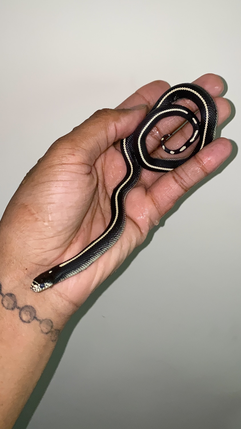 Scissors Crossing Locale Cali King California Kingsnake by Jay’s exotic
