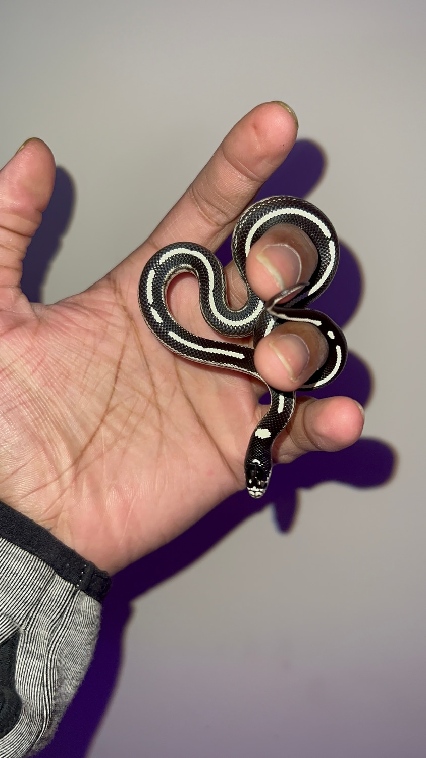 Scissors Crossing Locale King Snake California Kingsnake by Jay’s