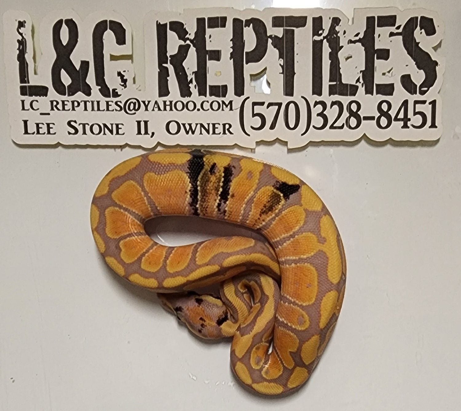 Banana Paradox Ball Python by L&C Reptiles - MorphMarket