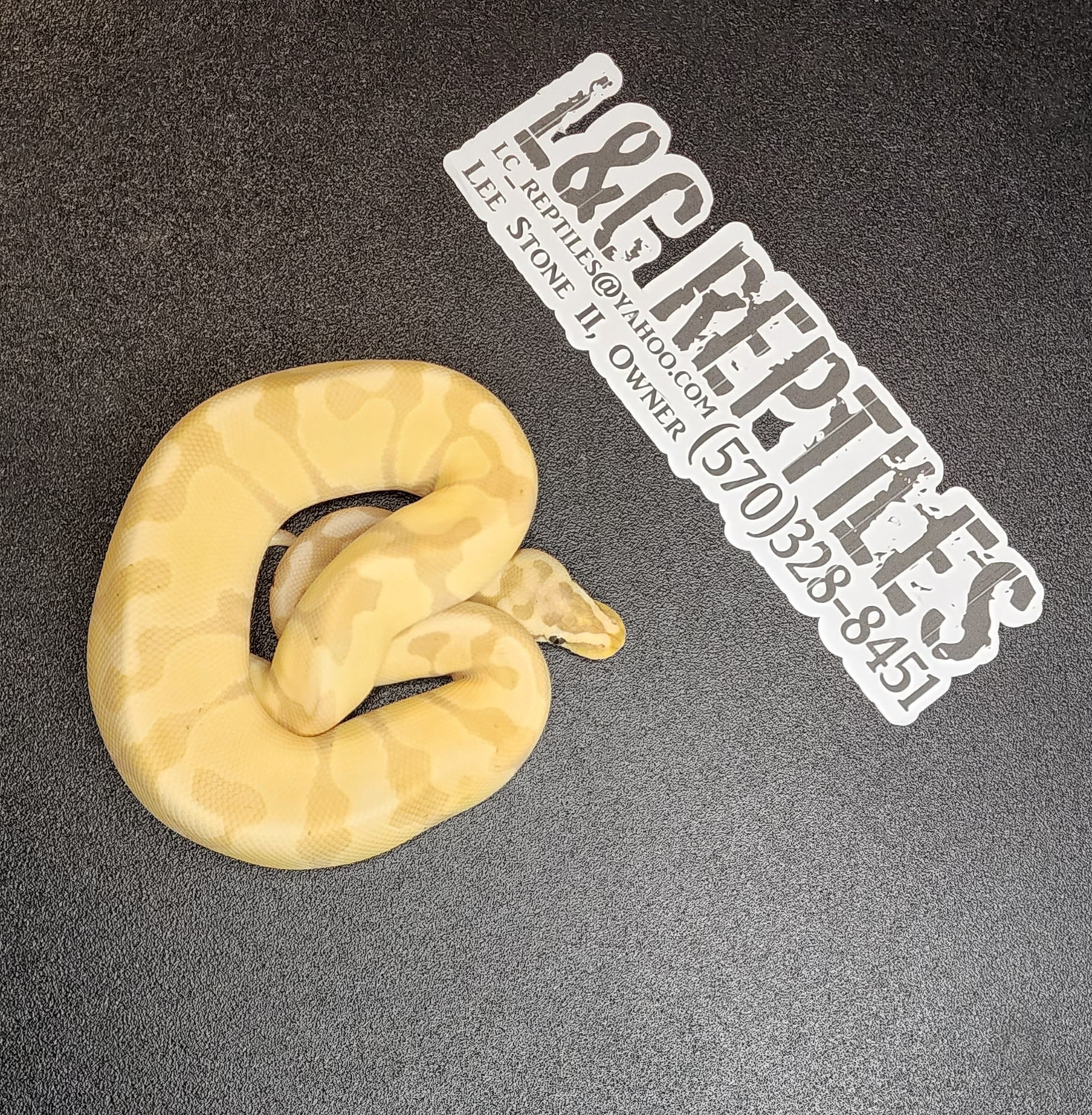 Pastel Banana Enchi Het Clown Ball Python by L&C Reptiles - MorphMarket