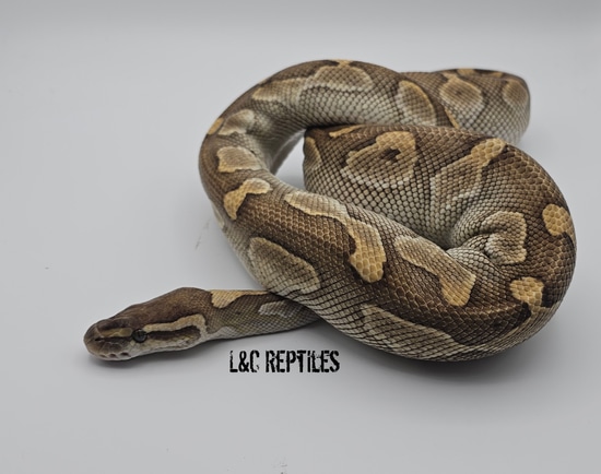 Butter Ball Python by L&C Reptiles