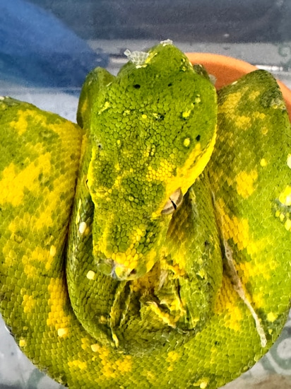 Gtp Biak Uk Green Tree Python by The Reptile Realm