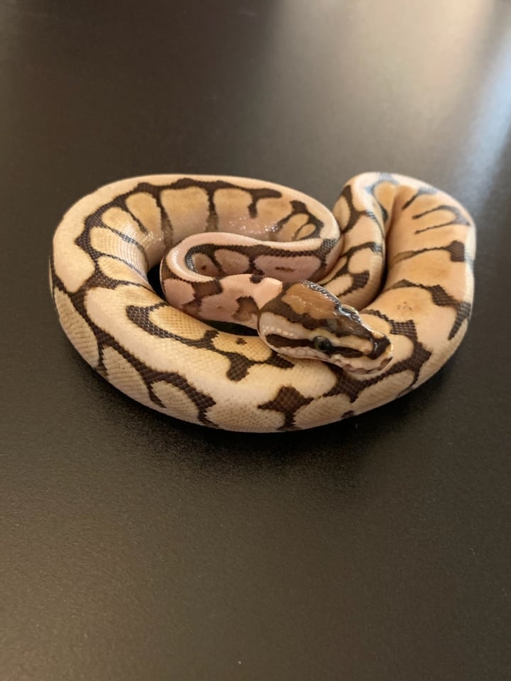 Lesser Bee Ball Python by Cactus Critter Reptiles - MorphMarket