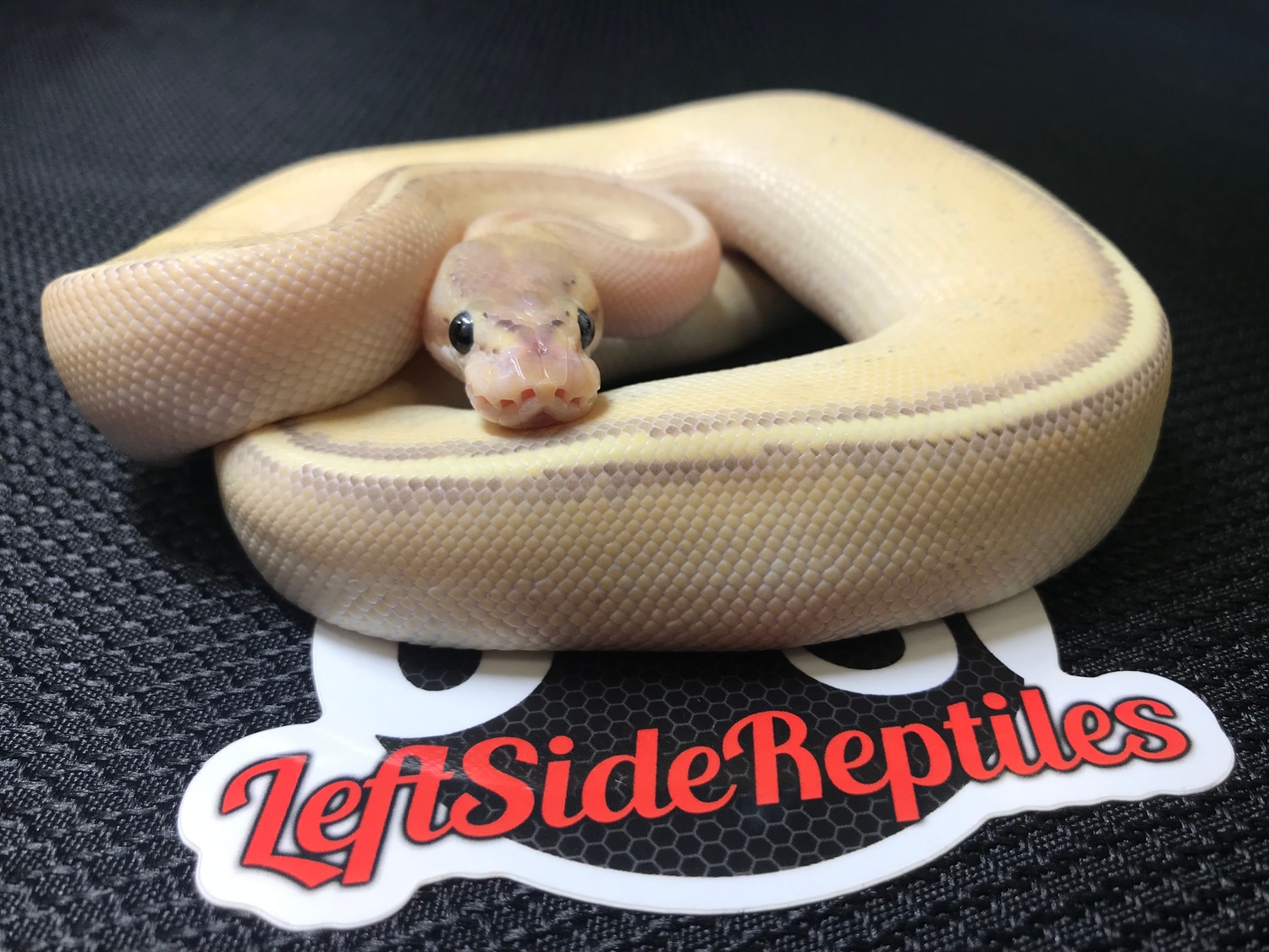 Puma Ball Python by Leftside Reptiles - MorphMarket