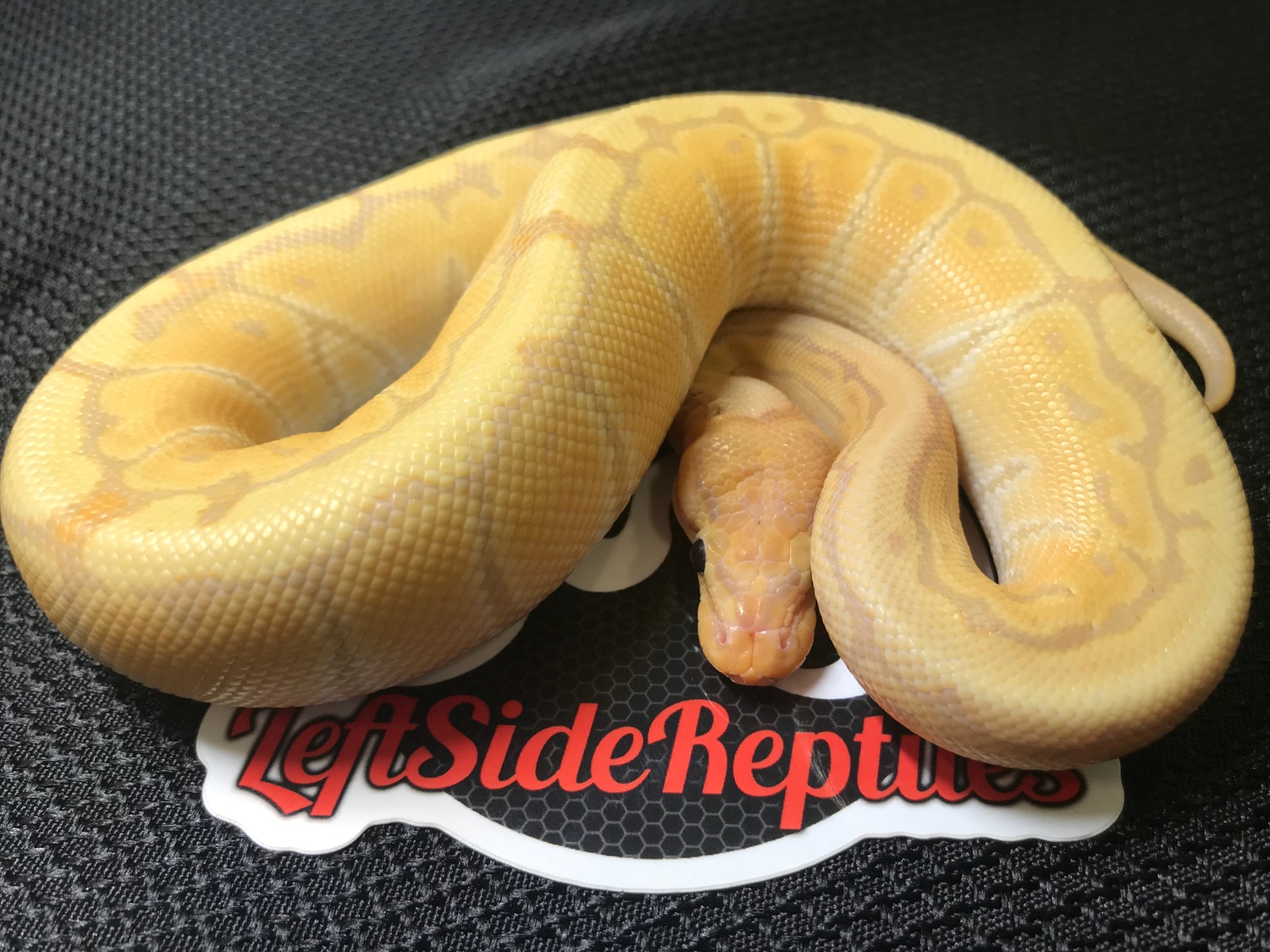 Banana Pinstripe Ball Python by Leftside Reptiles - MorphMarket