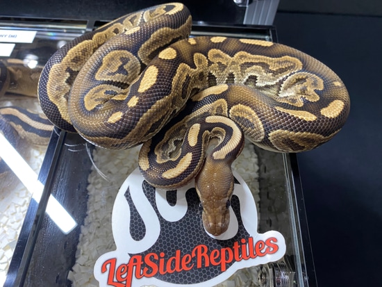Cinny Sugar Ball Python Mahogany Cinny Ball Python by Leftside Reptiles