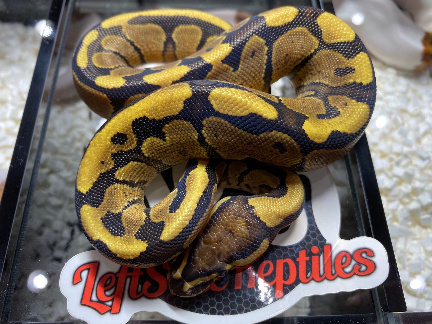 Spector Ball Python by Leftside Reptiles - MorphMarket